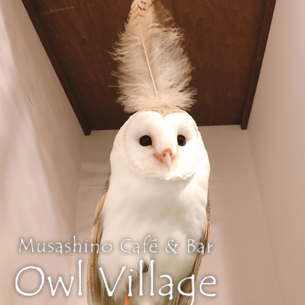 owl cafe harajuku down load free photo 0326 Barn Owl