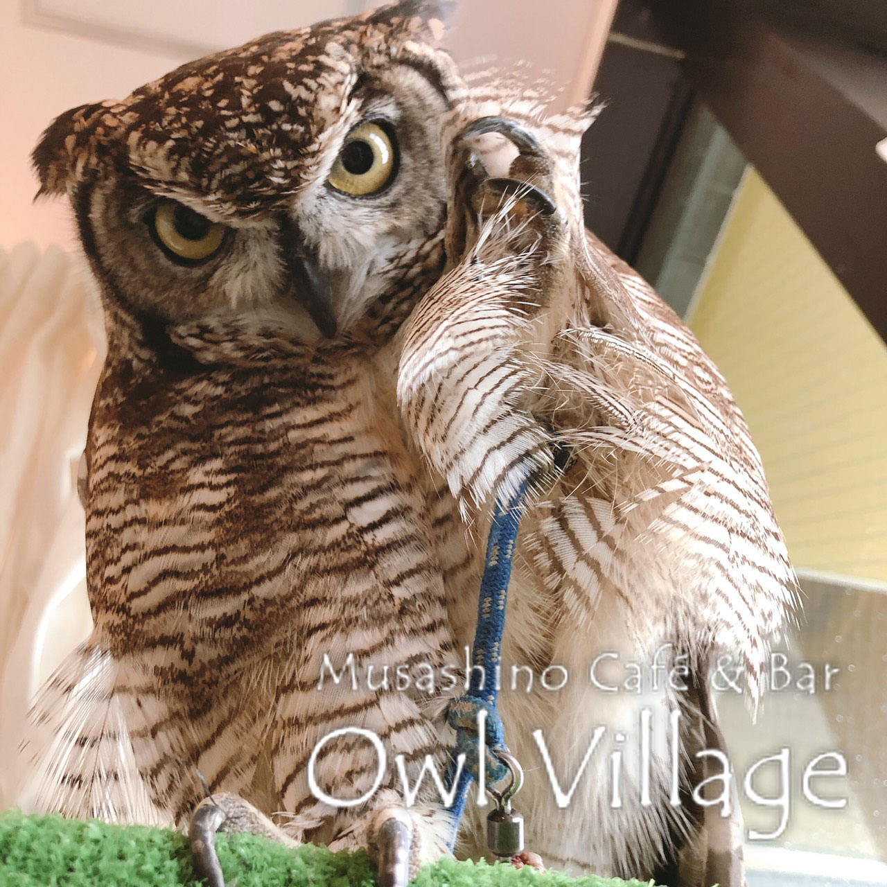 owl cafe harajuku down load free photo 0327 African Eagle Owl