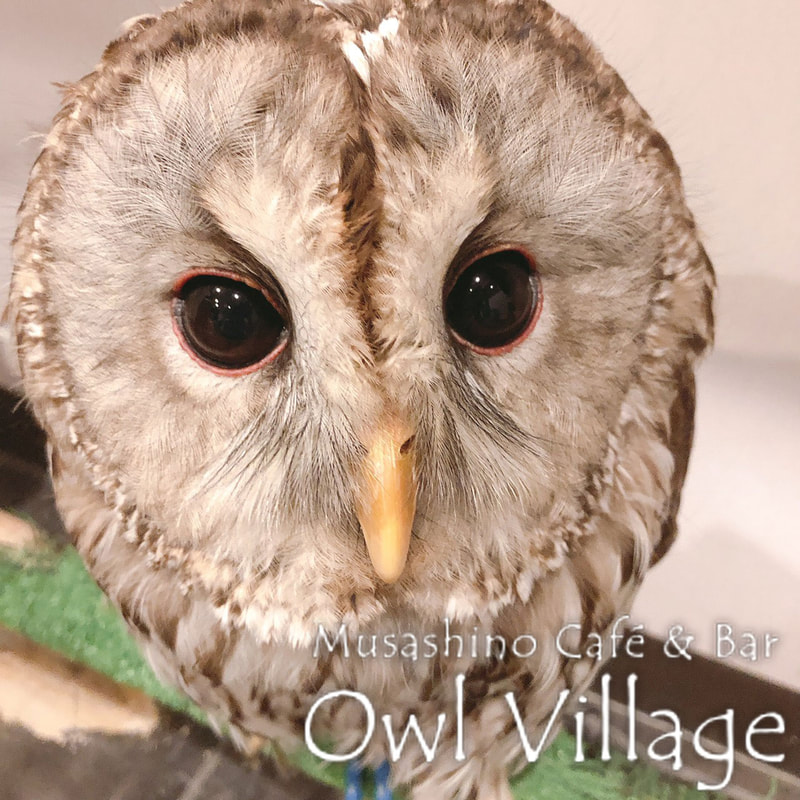 owl cafe harajuku down load free photo owl cafe photo 0328 Tawny Owl × Ural Owl