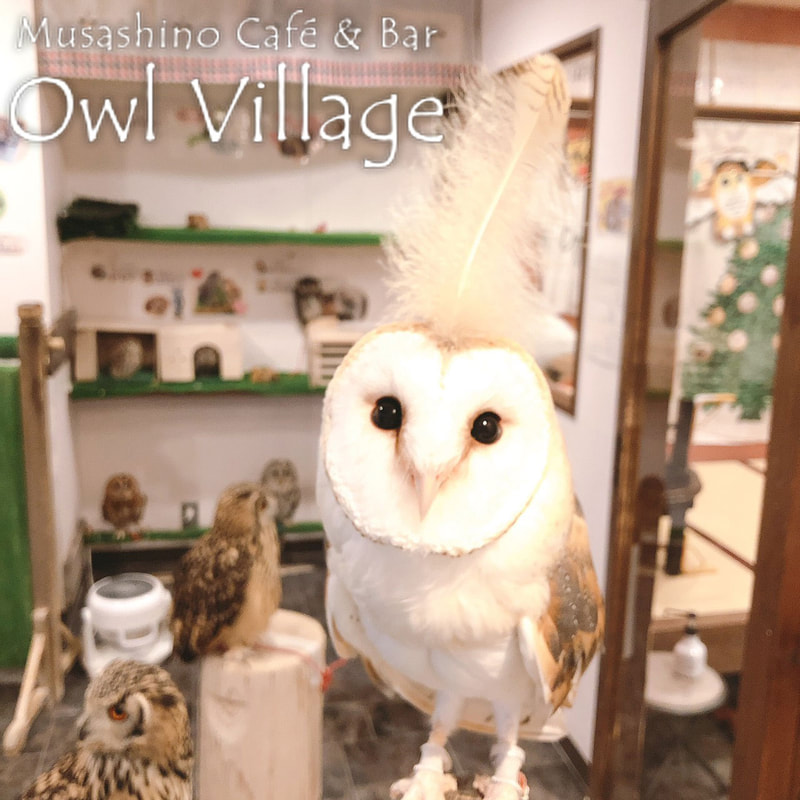 owl cafe harajuku down load free photo 0329 Barn Owl