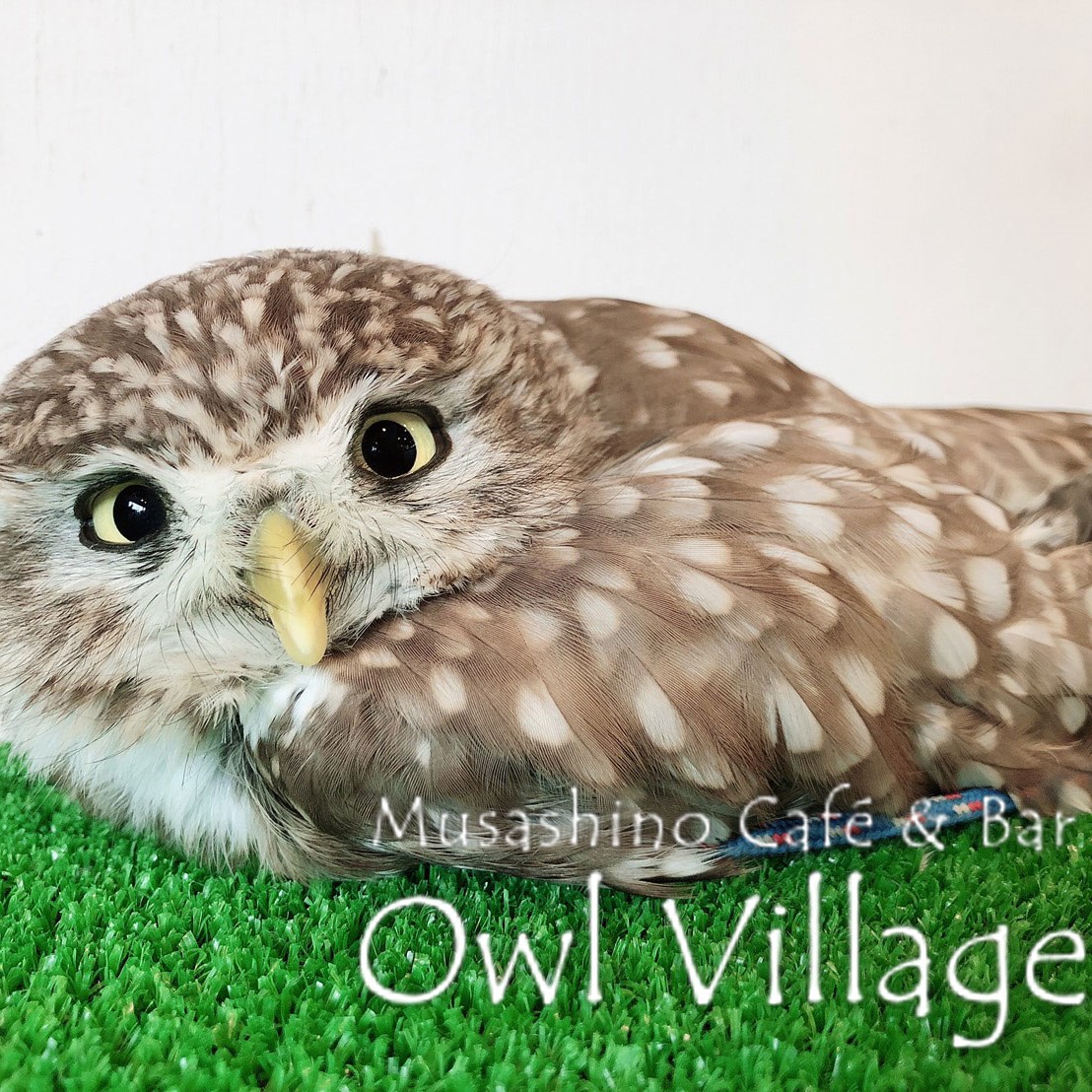 owl cafe harajuku down load free photo owl cafe photo 0331  Little Owl