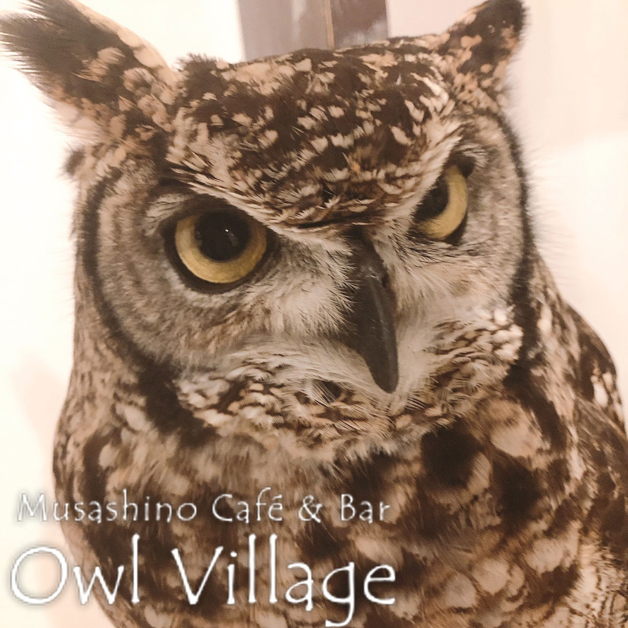 owl cafe harajuku down load free photo 0332 African Eagle Owl