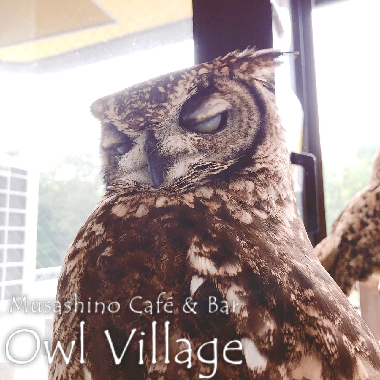 owl cafe harajuku down load free photo 0344 African Eagle Owl