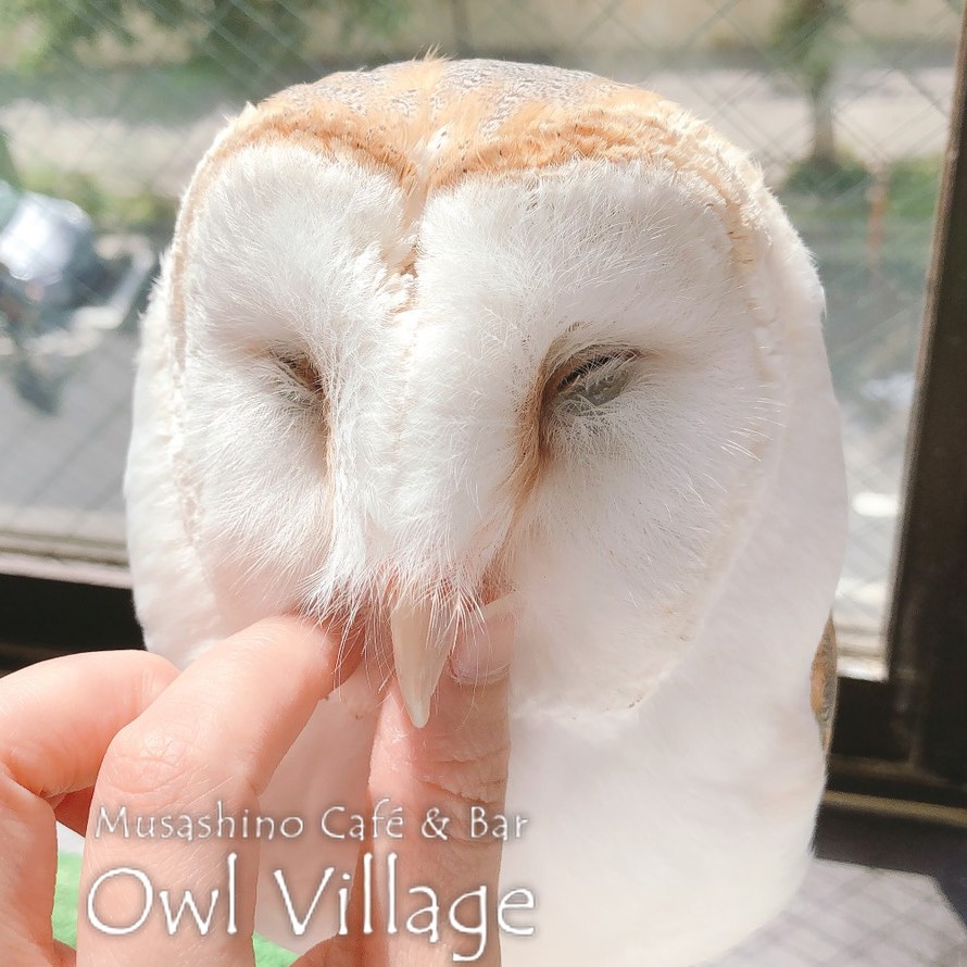 owl cafe harajuku down load free photo 0345 Barn Owl