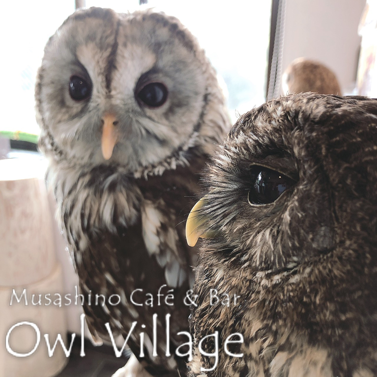 owl cafe harajuku down load free photo 0348 Tawny Owl × Ural Owl Mottled Owl