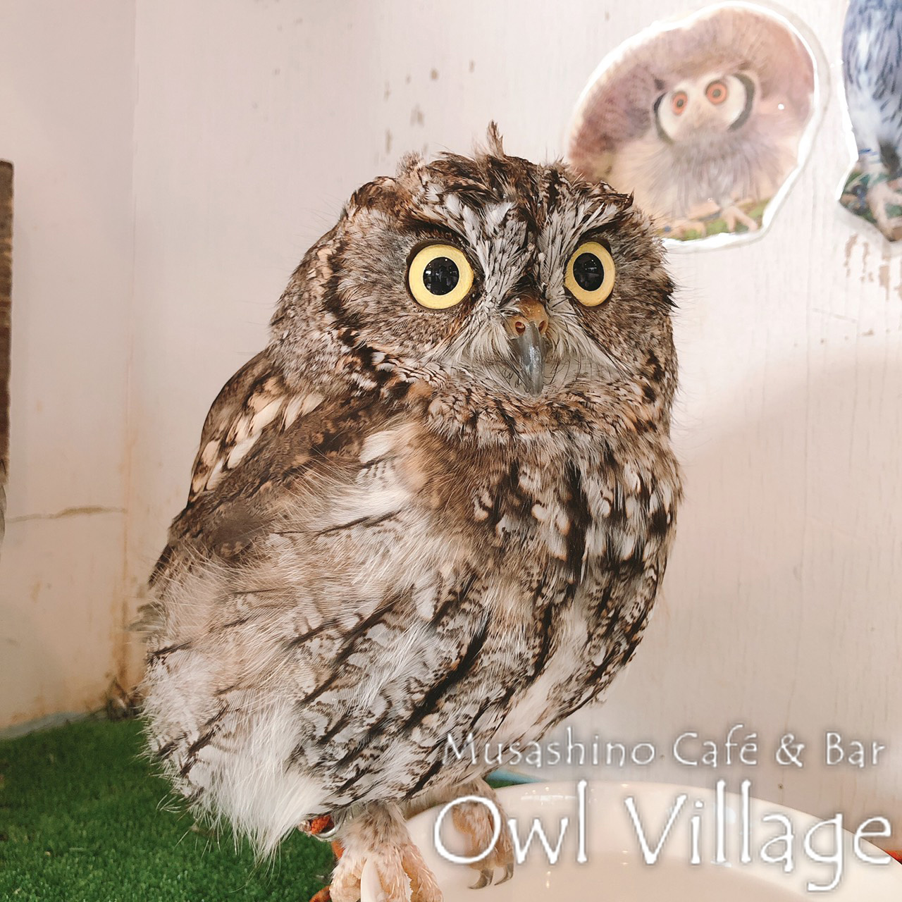 owl cafe harajuku down load free photo owl cafe photo 0352 Westem screech Owl