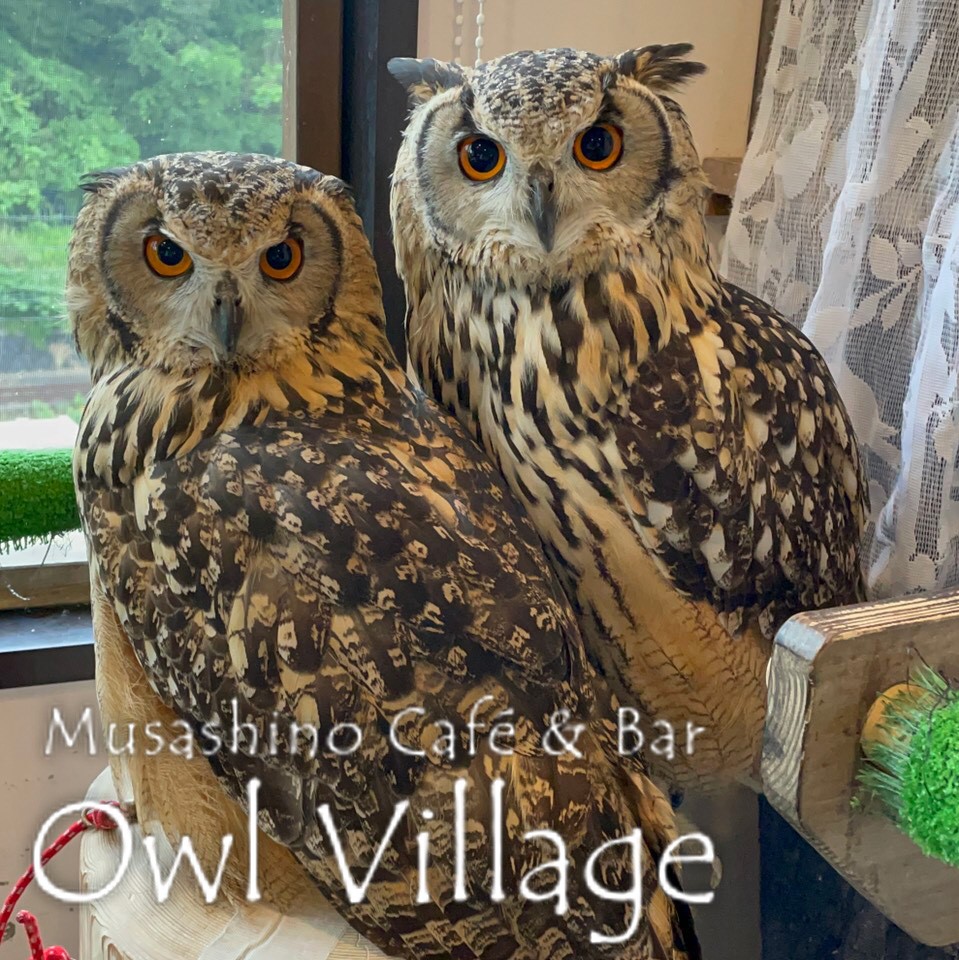 owl cafe harajuku down load free photo 0353 Indian Eagle Owl