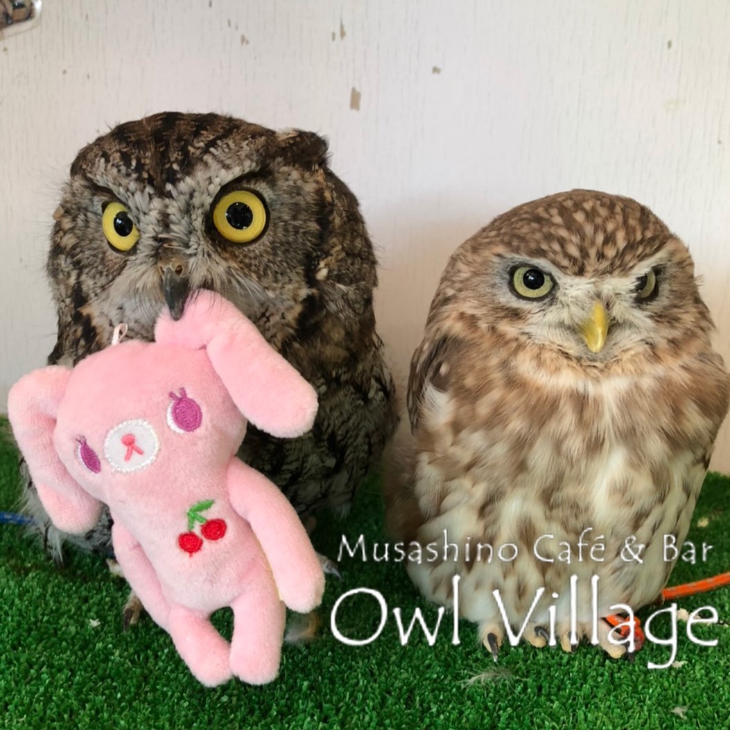 owl cafe harajuku down load free photo owl cafe photo 0355 Westem screech Owl &  Little Owl
