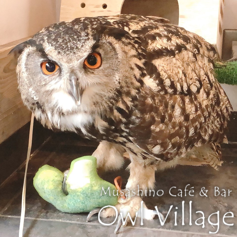 owl cafe harajuku down load free photo 0356 Indian Eagle Owl