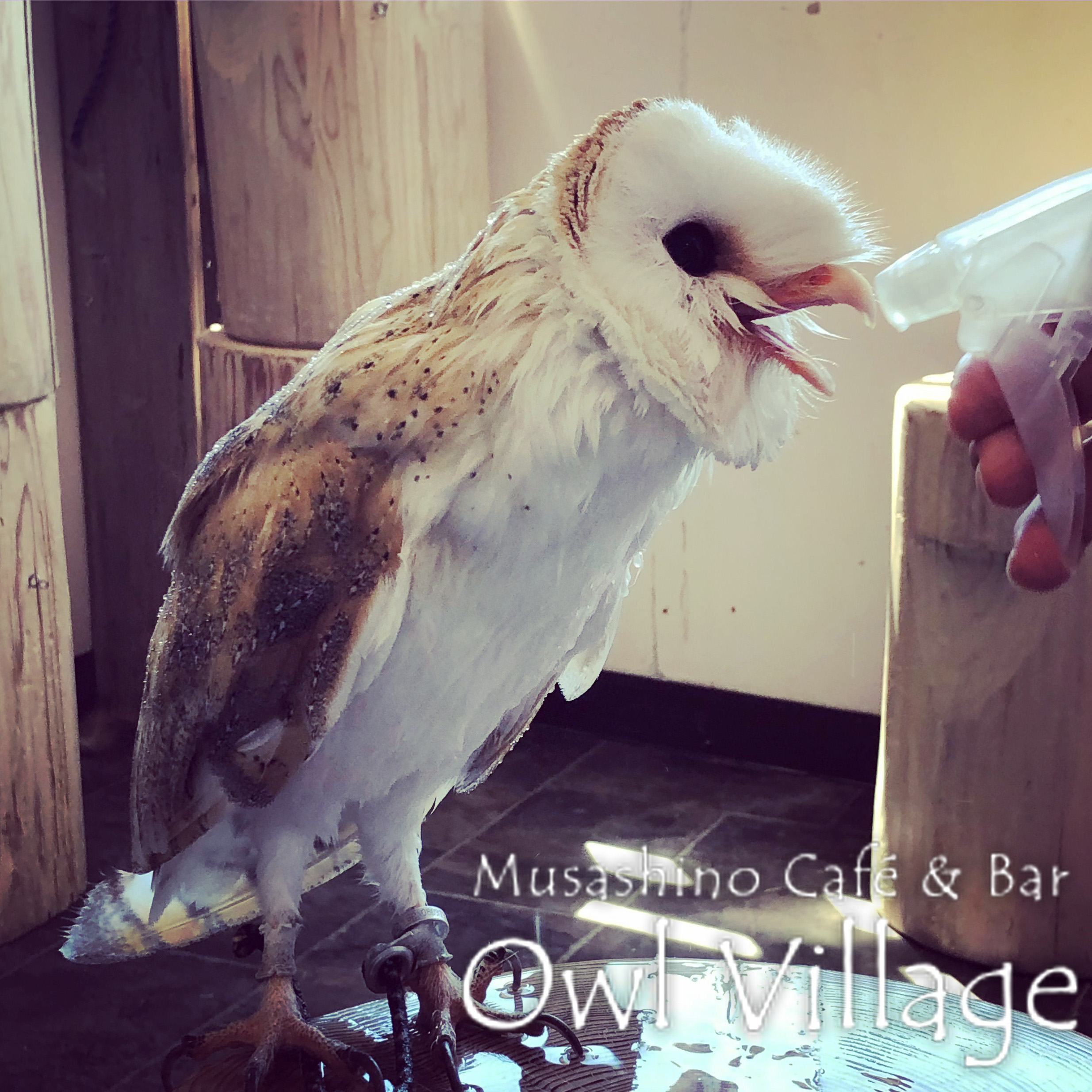 owl cafe harajuku down load free photo 0360 Barn Owl