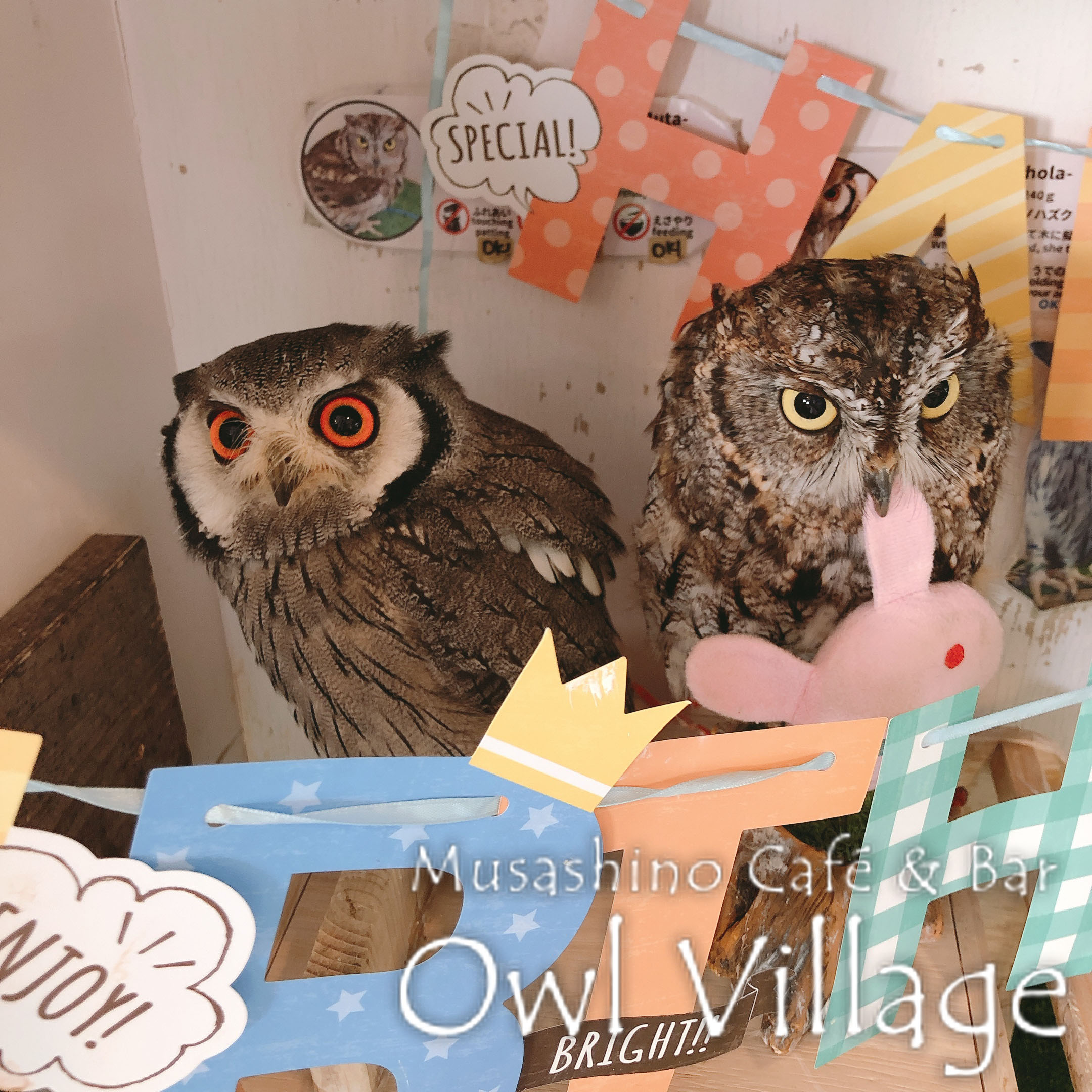 owl cafe harajuku down load free photo 0362 White-Faced Scops Owl & Westem screech Owl