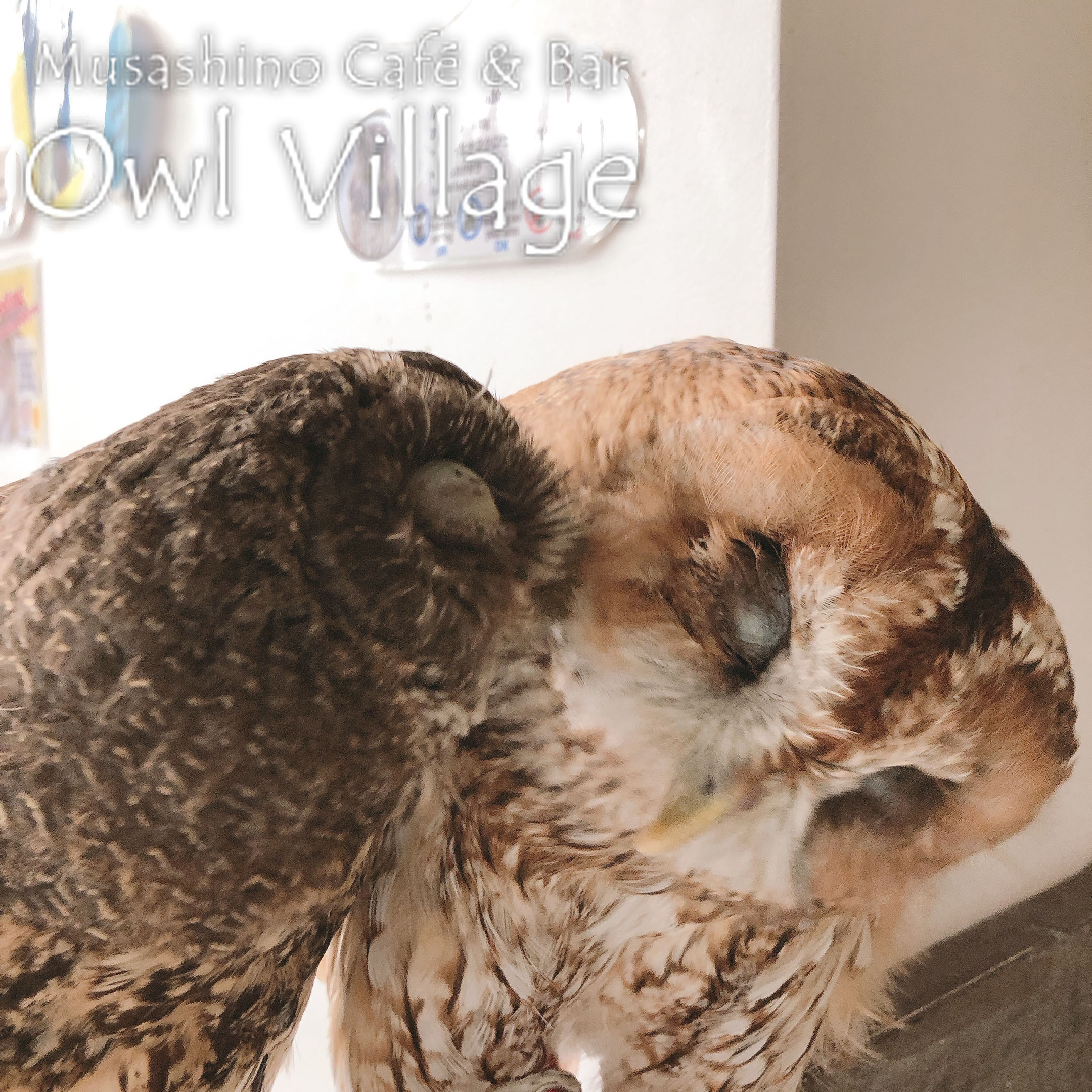owl cafe harajuku down load free photo owl cafe photo 0364  Mottled Owl & Tawny Owl