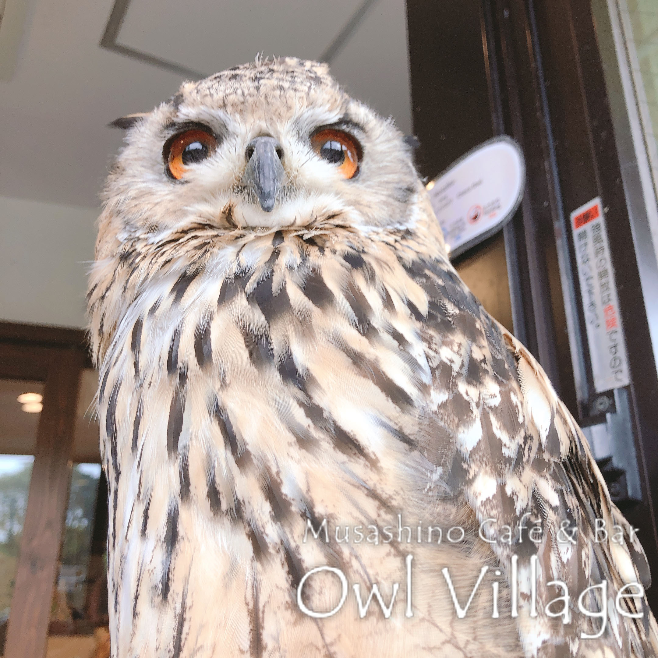 owl cafe harajuku down load free photo 0365 Indian Eagle Owl