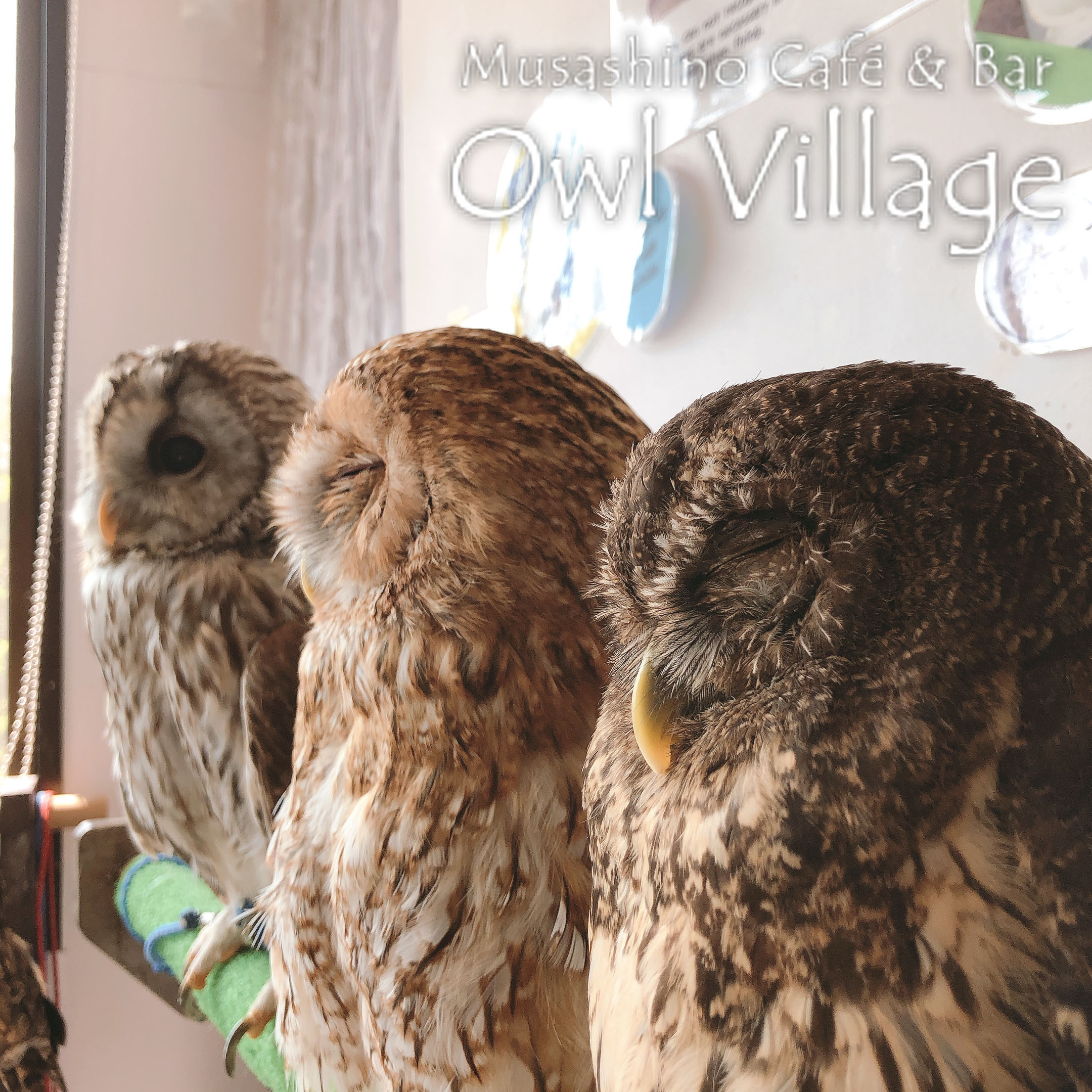 owl cafe harajuku down load free photo 0366 Tawny Owl × Ural Owl  & Mottled Owl & Tawny Owl
