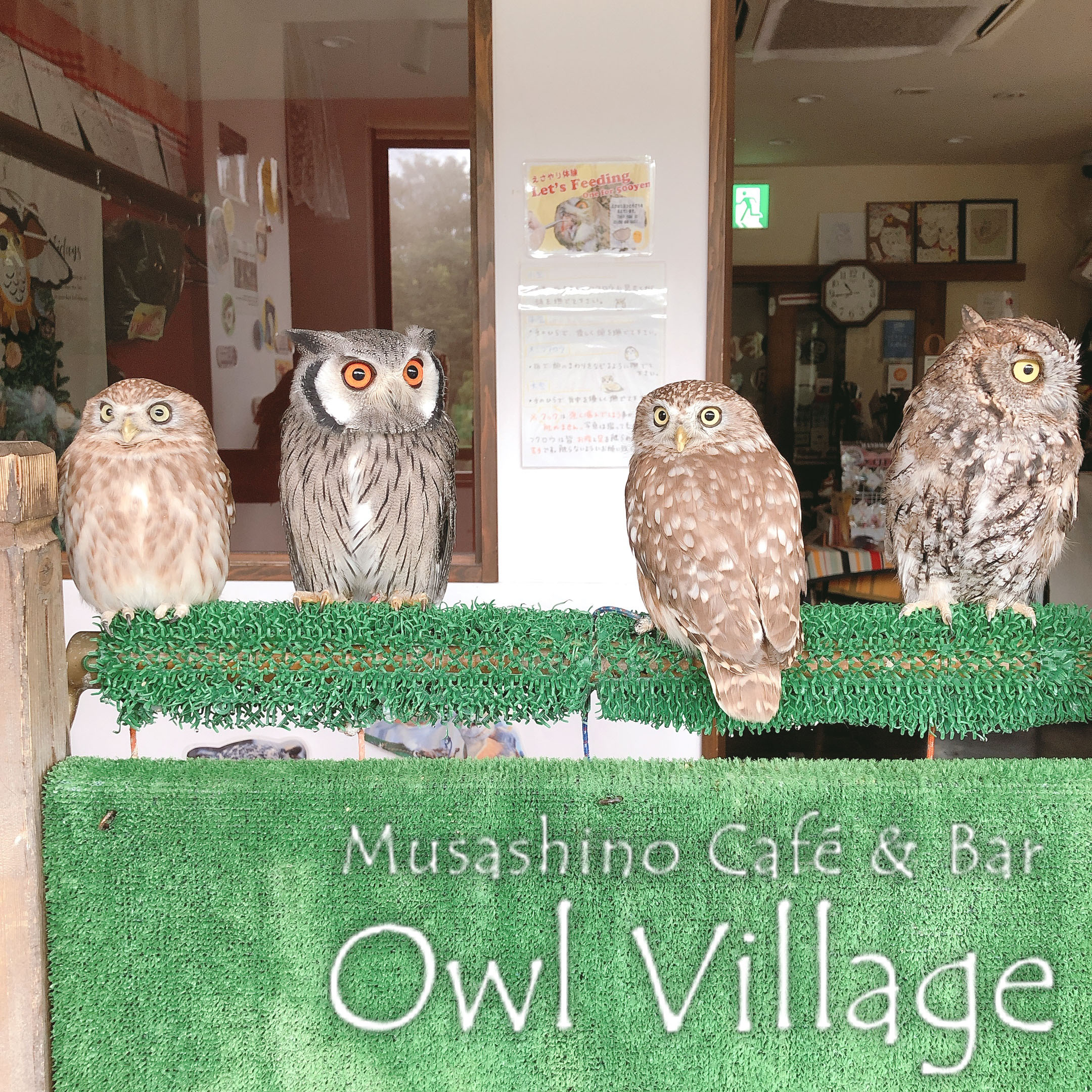 owl cafe harajuku down load free photo  0369 White-Faced Scops Owl & Westem screech Owl & Little Owl