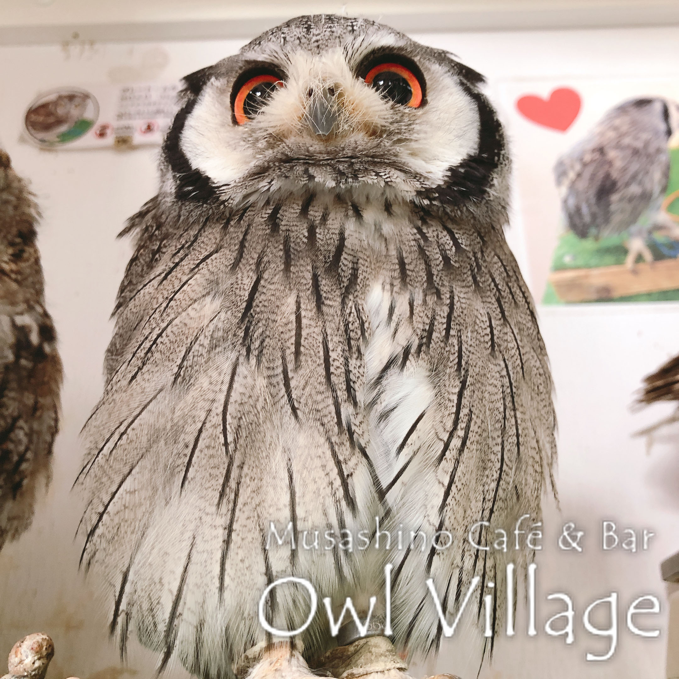 owl cafe harajuku down load free photo owl cafe photo  0370 White-Faced Scops Owl