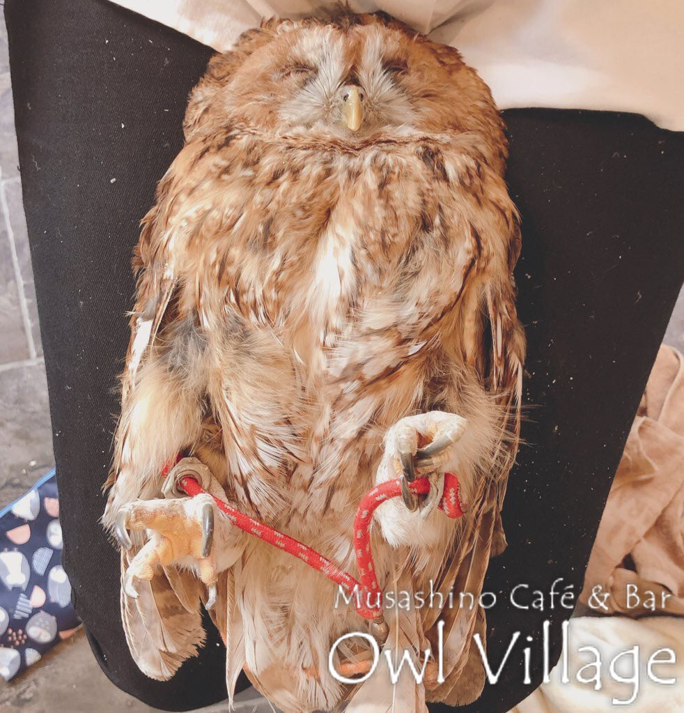 owl cafe harajuku down load free photo owl cafe photo  0376 Tawny Owl