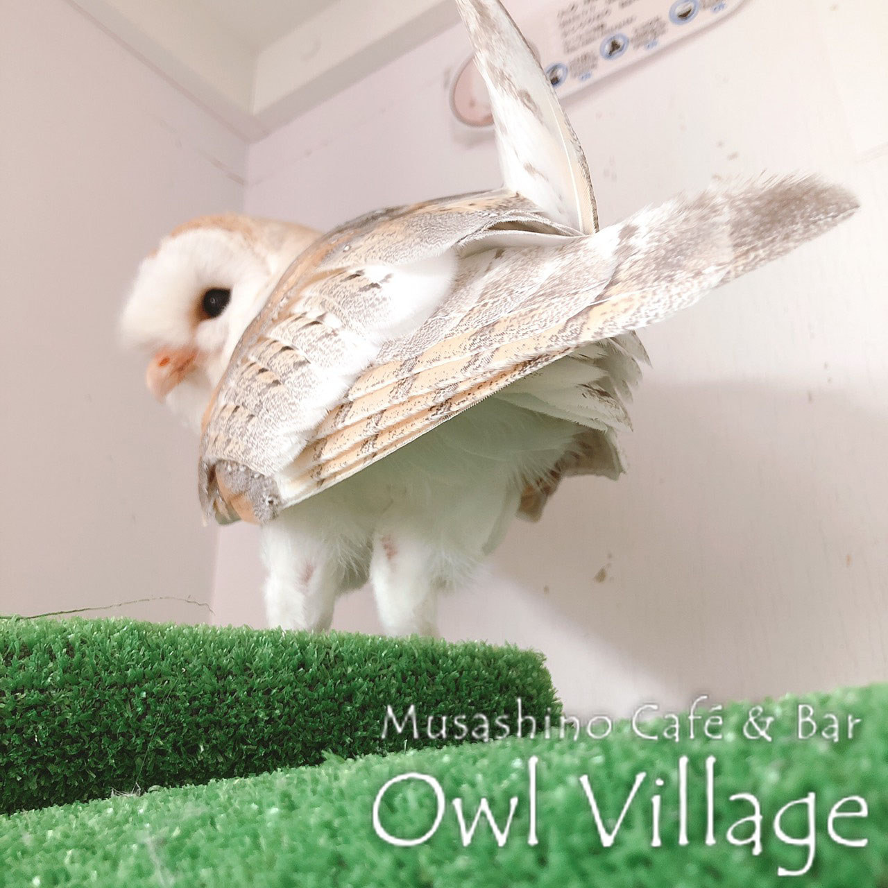 owl cafe harajuku down load free photo owl cafe photo 0377 Barn Owl