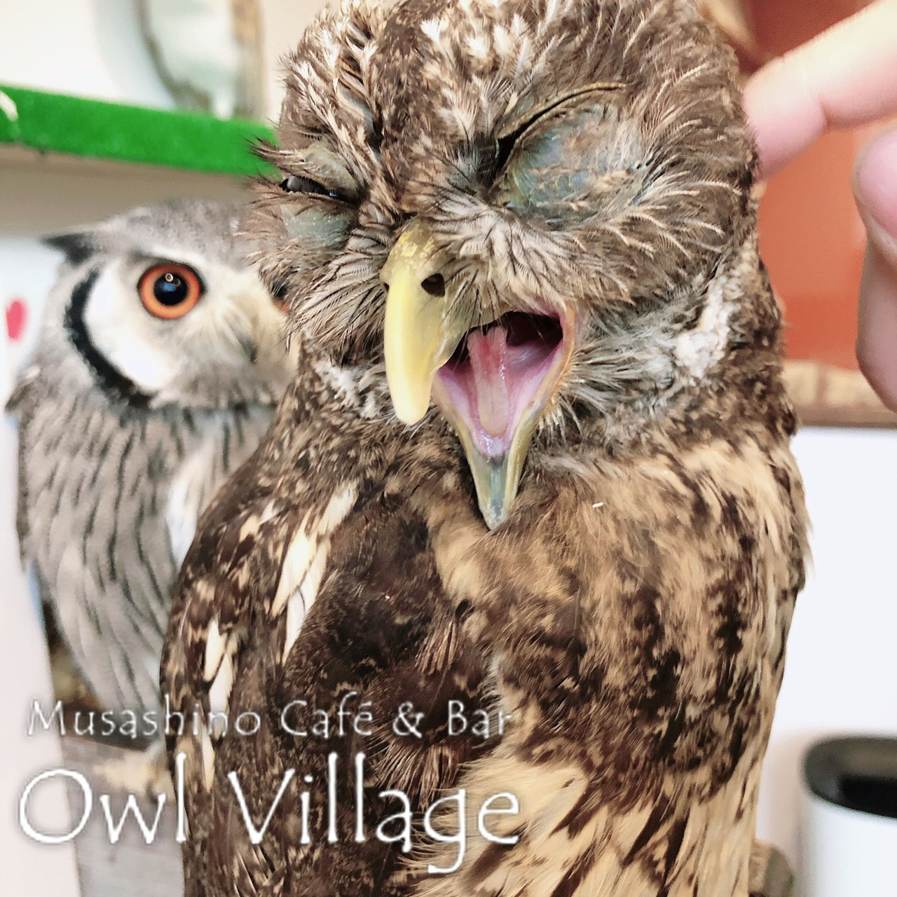 owl cafe harajuku down load free photo 0378 Mottled Owl