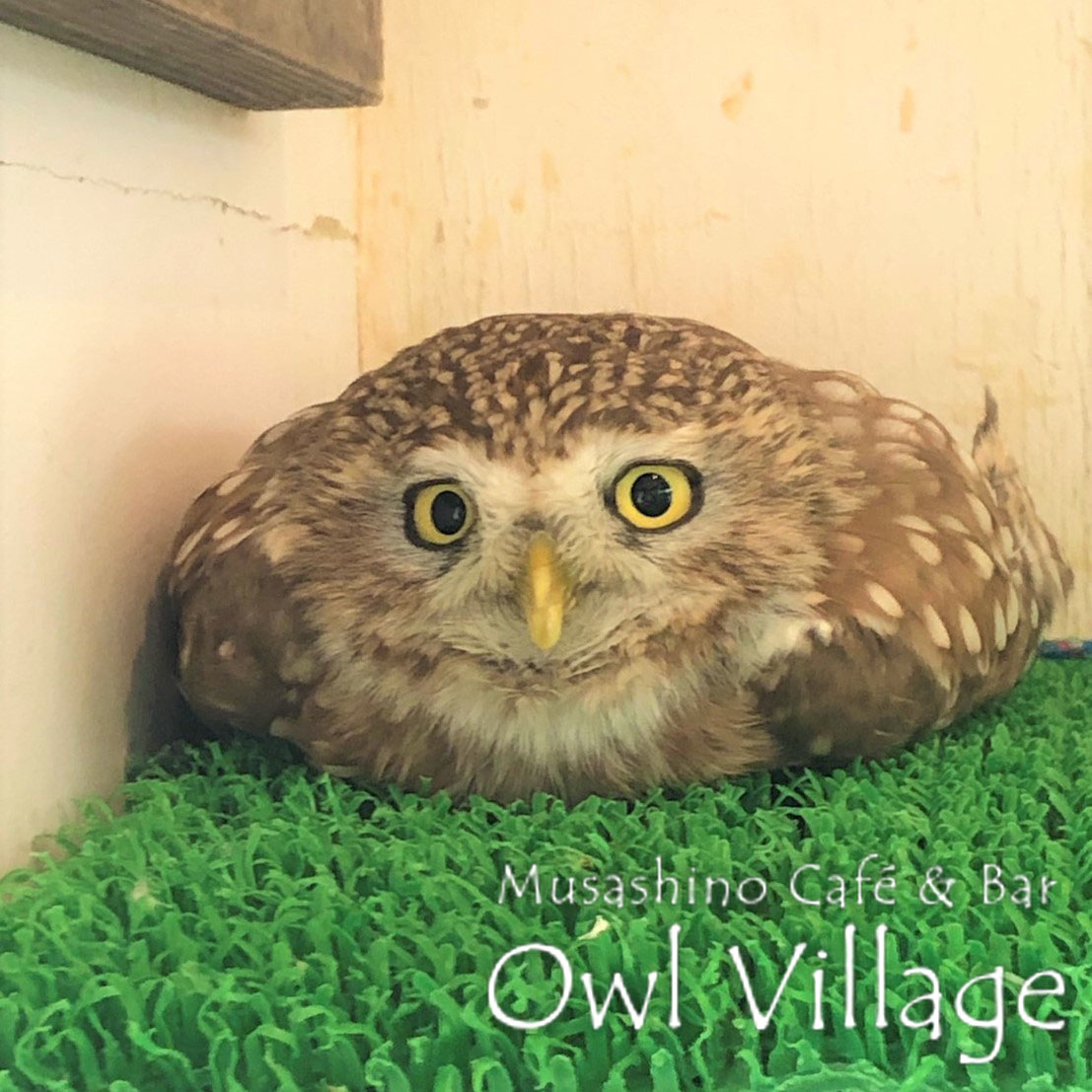 owl cafe harajuku down load free photo 0384 Little Owl
