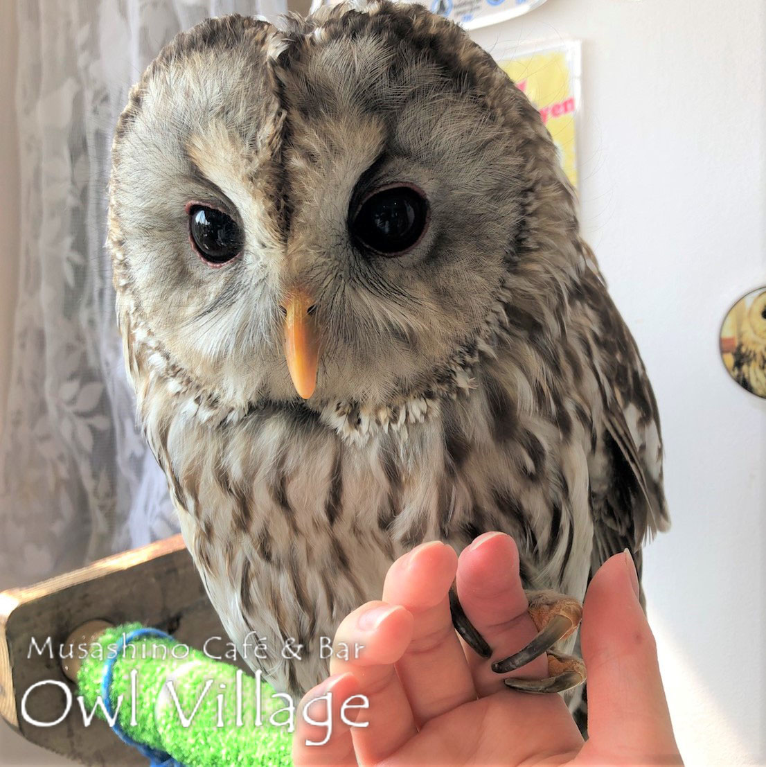 owl cafe harajuku down load free photo owl cafe photo 0385 Tawny Owl × Ural Owl