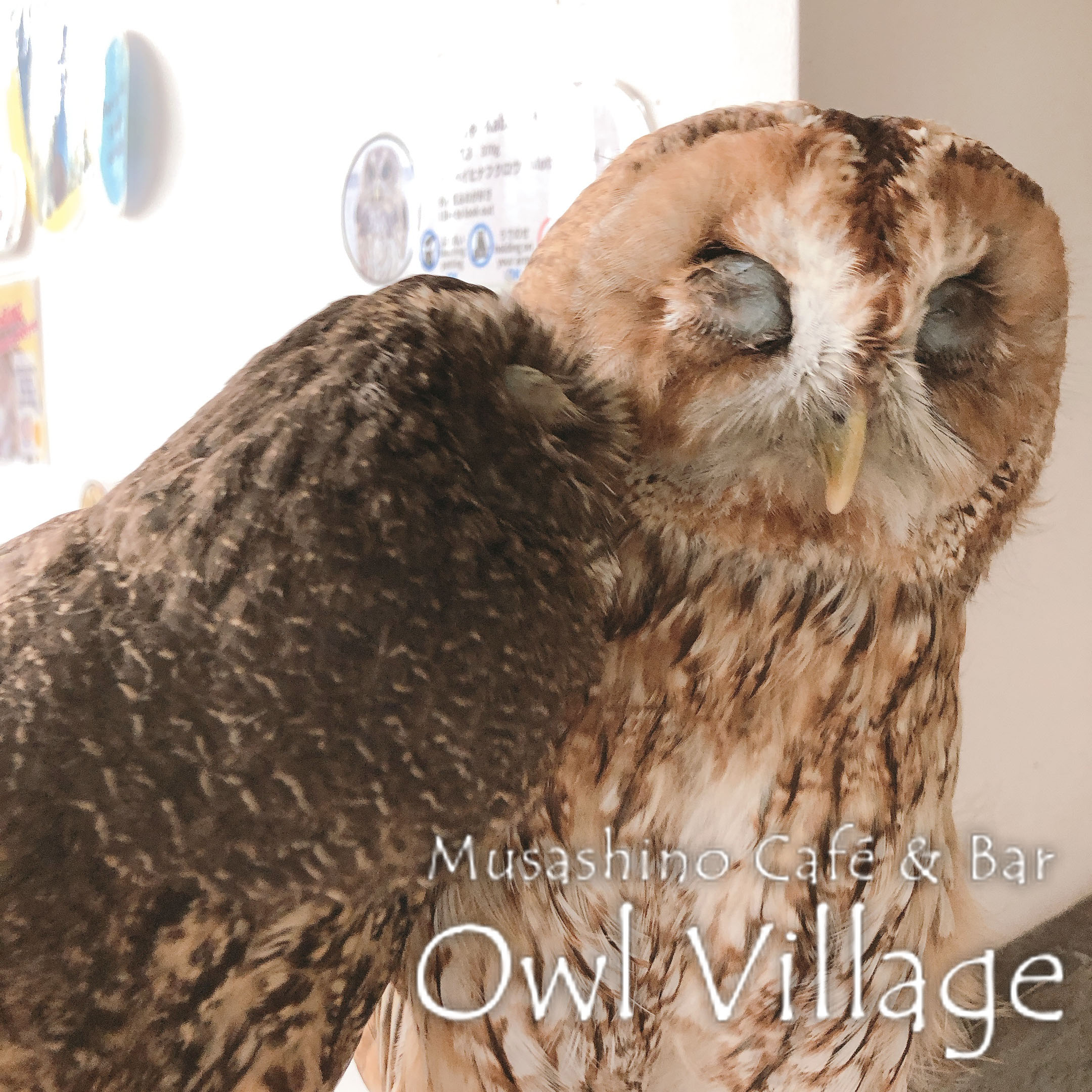 owl cafe harajuku down load free photo 0387 Mottled Owl & Tawny Owl