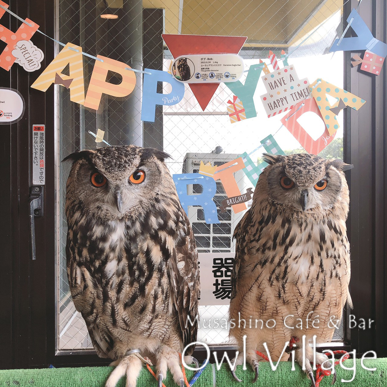 owl cafe harajuku down load free photo 0390 Eurasian Eagle Owl & Indian Eagle Owl