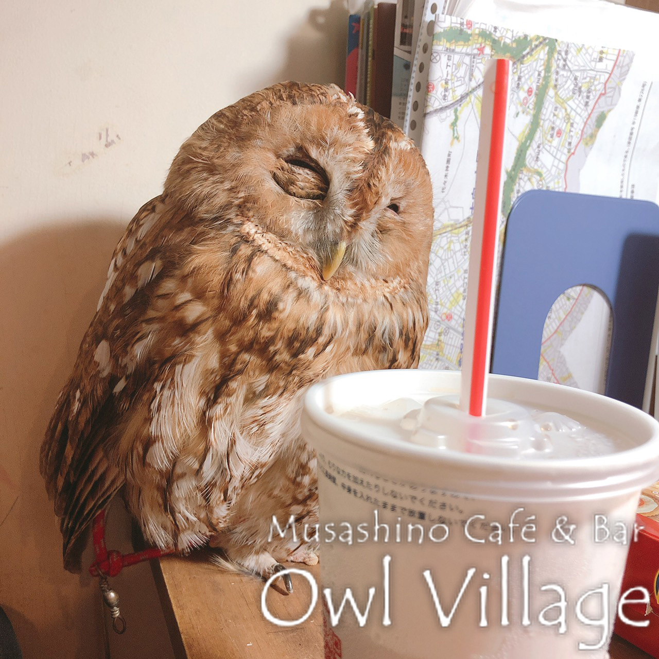 owl cafe harajuku down load free photo owl cafe photo 0391 Tawny Owl