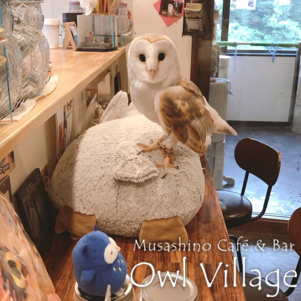 owl cafe harajuku down load free photo owl cafe photo 0392 Barn Owl