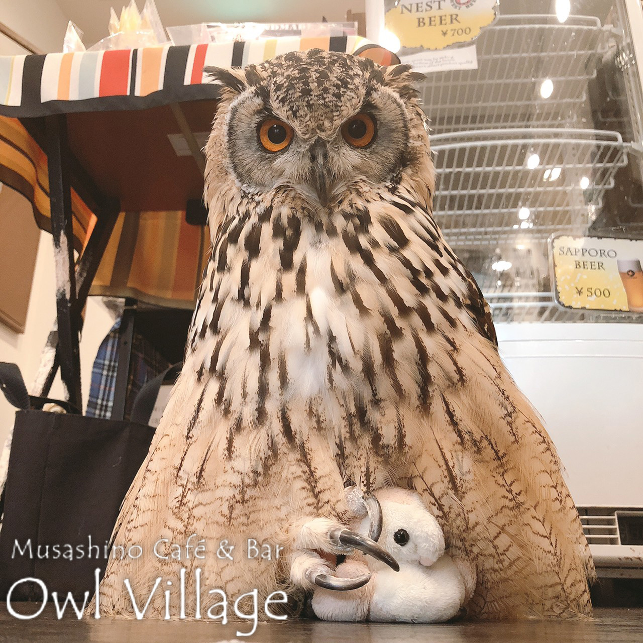 owl cafe harajuku down load free photo 0393  Indian Eagle Owl