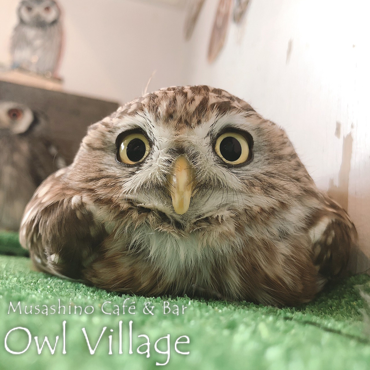 owl cafe harajuku down load free photo owl cafe photo 0395 Little Owl
