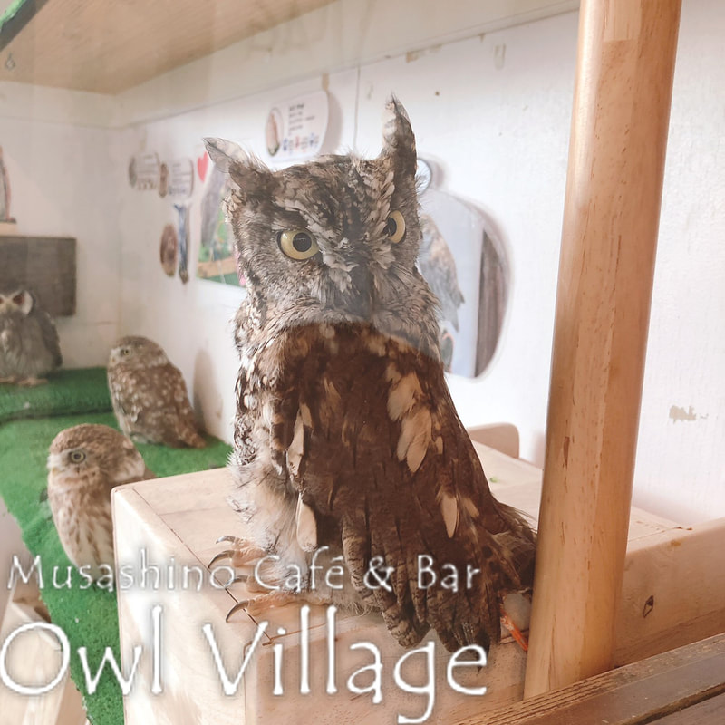 owl cafe harajuku down load free photo owl cafe photo 0397 Westem screech Owl