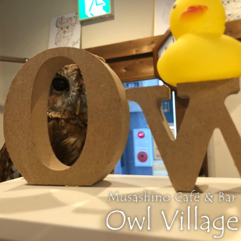 owl cafe harajuku down load free photo owl cafe photo 0398 Tawny Owl