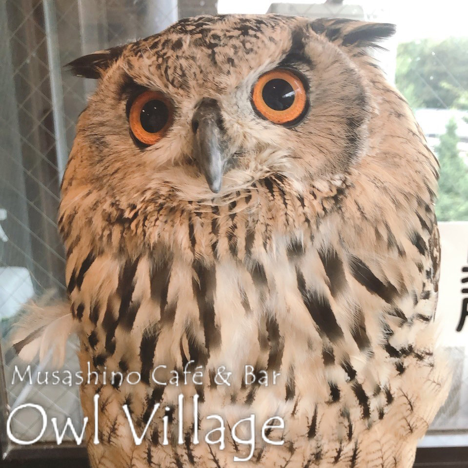 owl cafe harajuku down load free photo 0399  Indian Eagle Owl