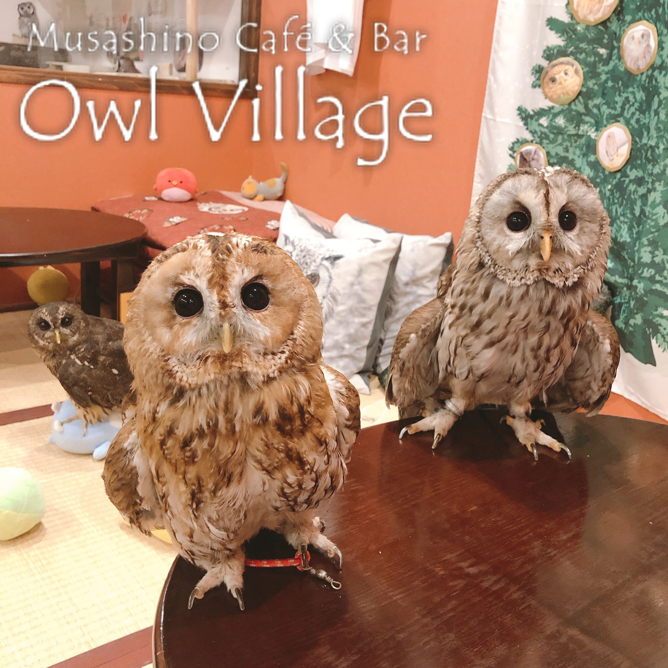 owl cafe harajuku down load free photo owl cafe photo 0401 Tawny Owl × Ural Owl & Mottled Owl & Tawny Owl