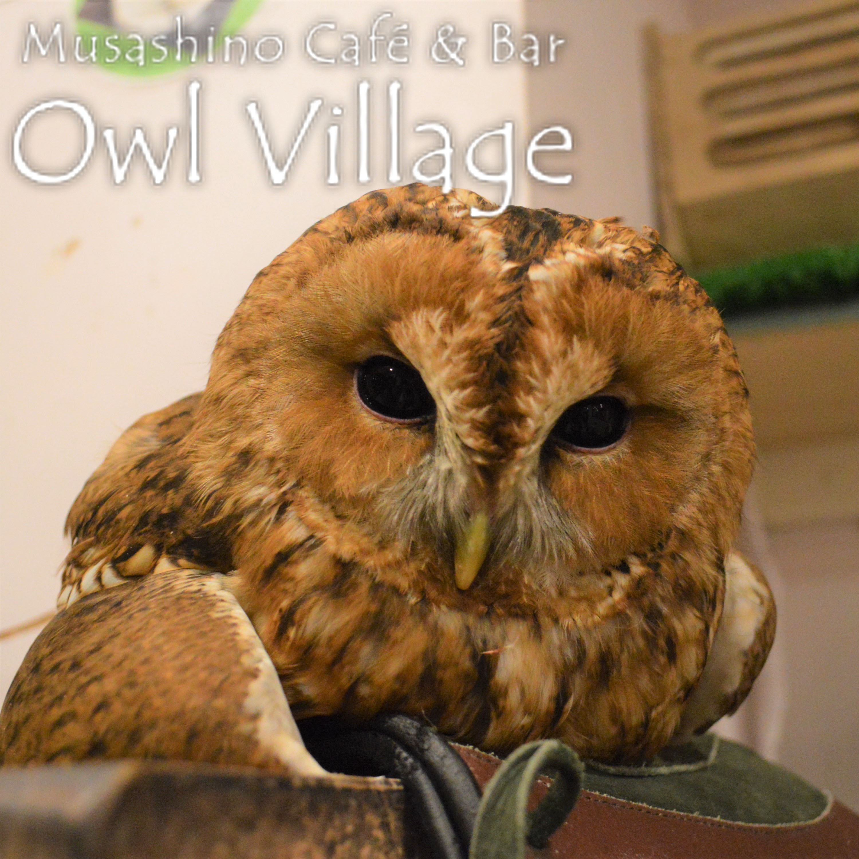 owl cafe harajuku down load free photo owl cafe photo 0402 Tawny Owl