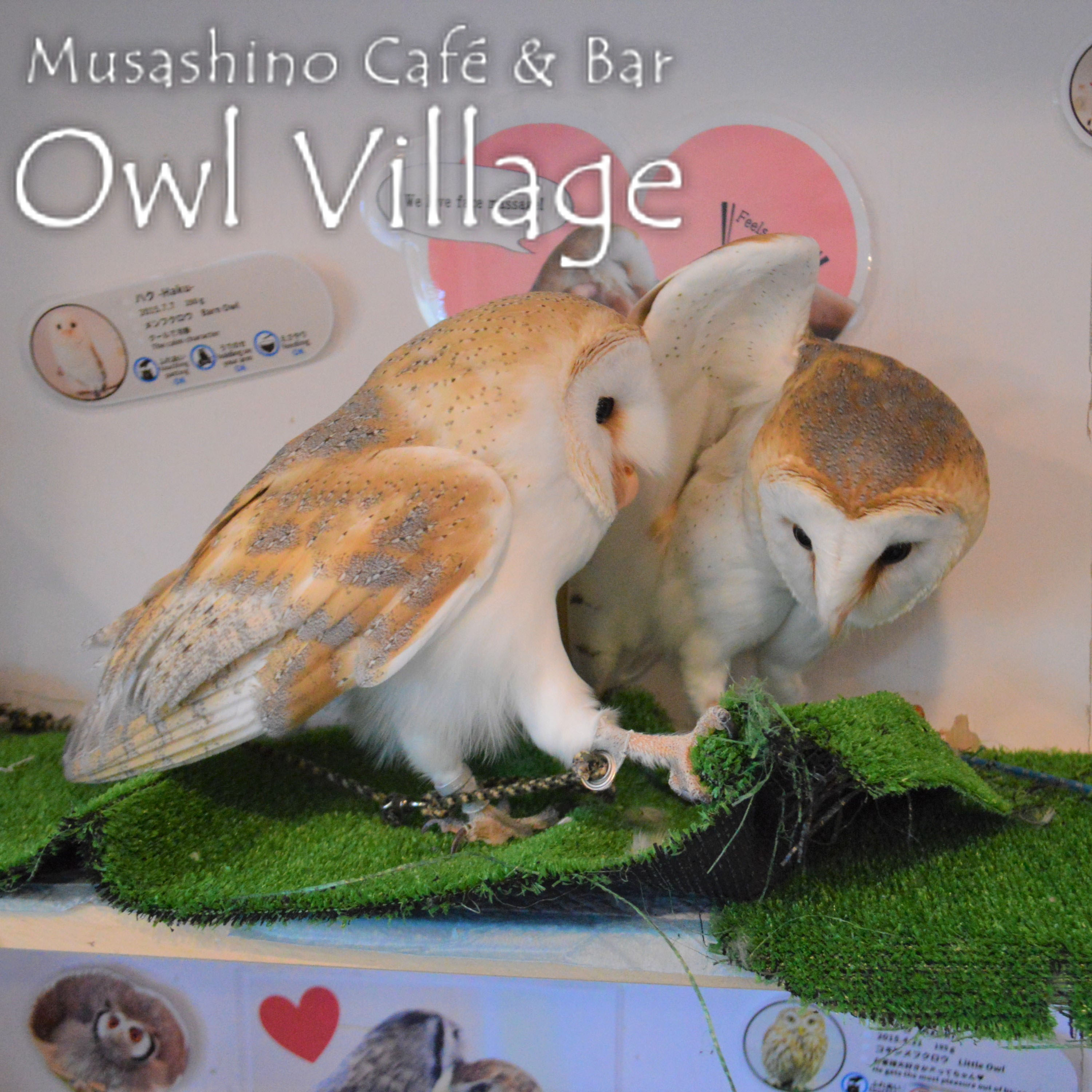 owl cafe harajuku down load free photo owl cafe photo  0403 Barn Owl