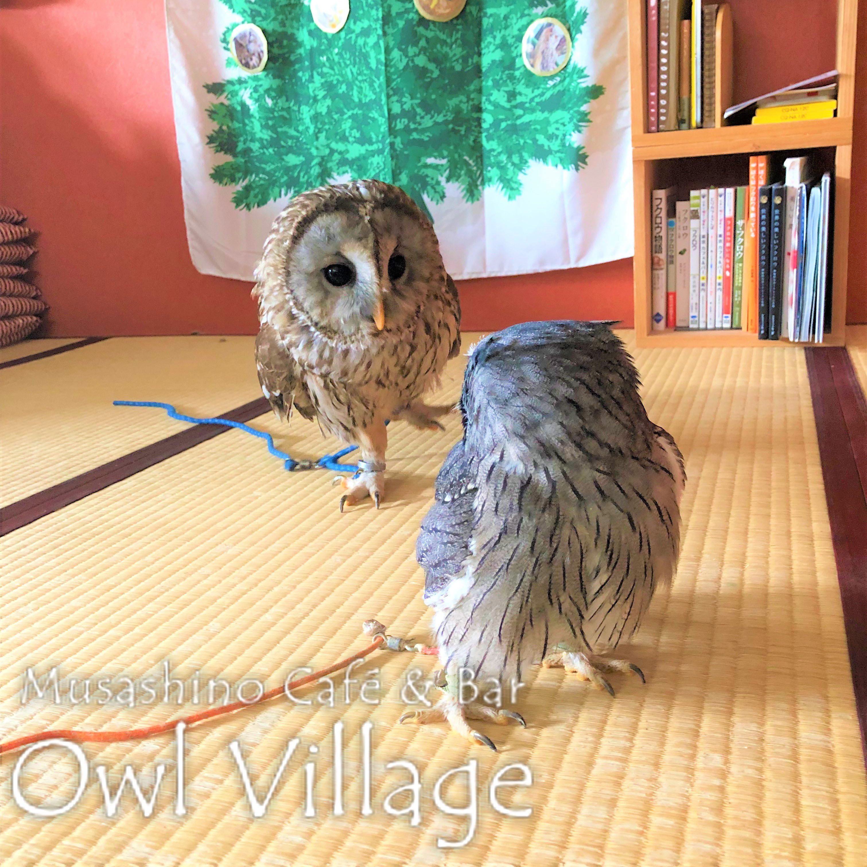 owl cafe harajuku down load free photo owl cafe photo 0407 Tawny Owl × Ural Owl