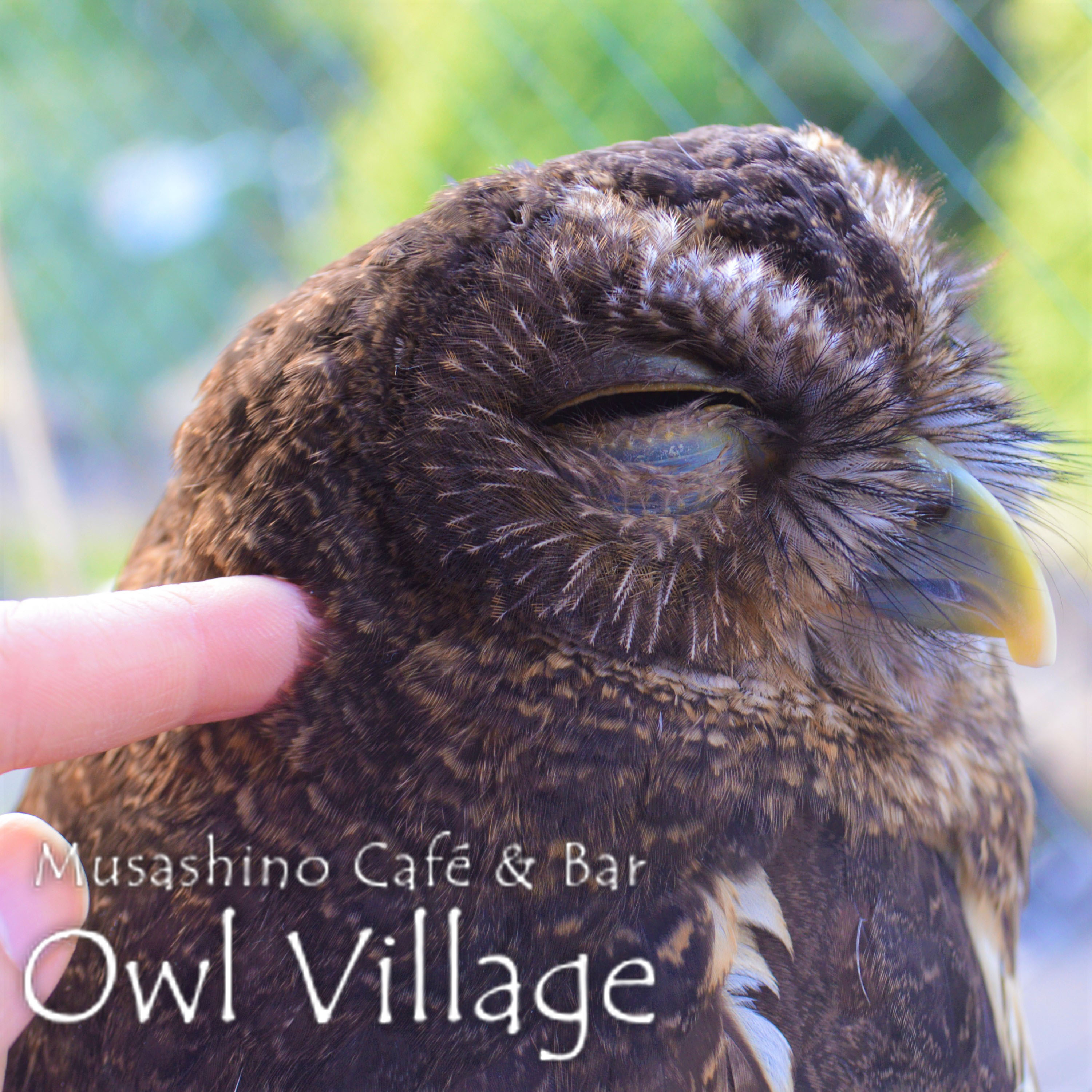 owl cafe harajuku down load free photo owl cafe photo 0408 Mottled Owl