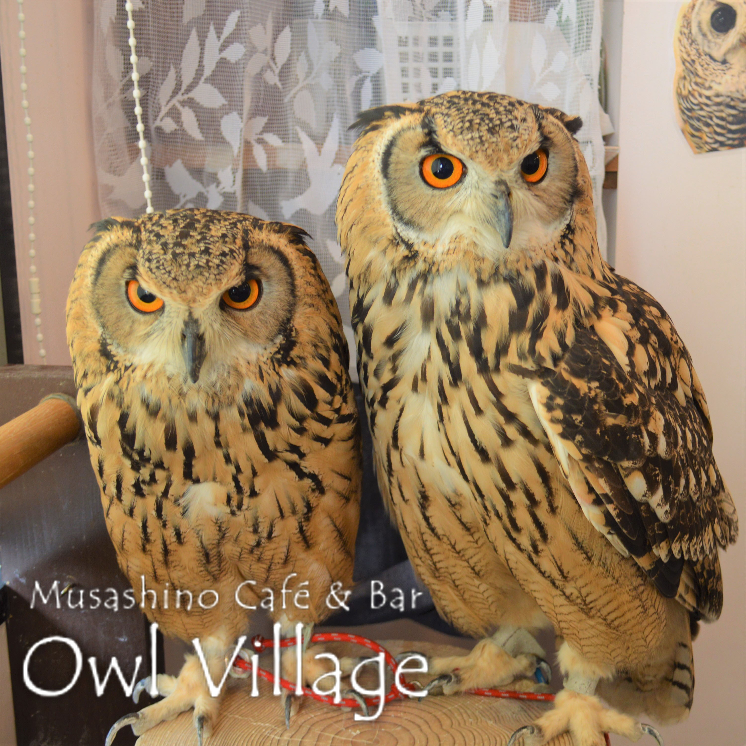 owl cafe harajuku down load free photo owl cafe photo 0409 Indian Eagle Owl