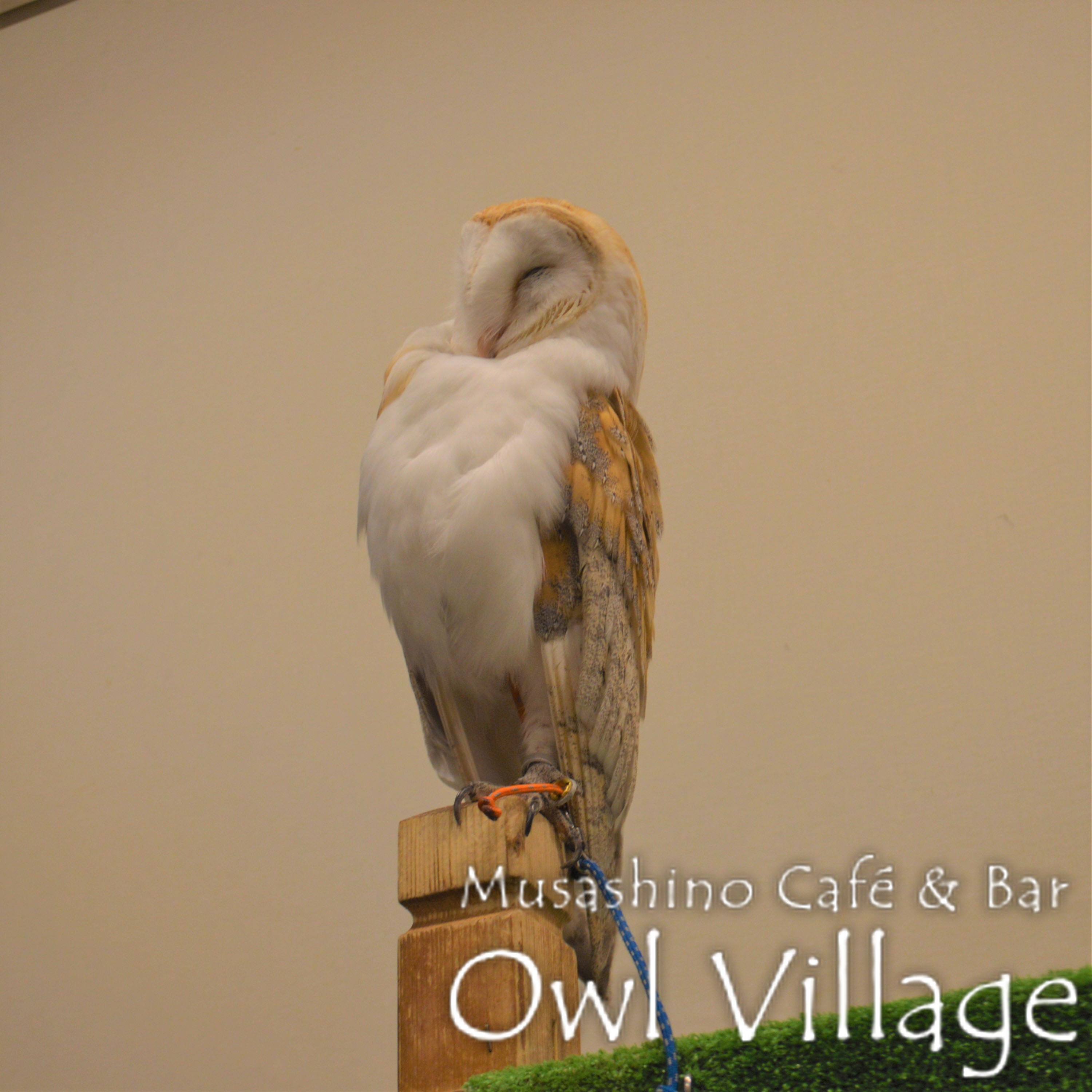owl cafe harajuku down load free photo owl cafe photo 0411 Barn Owl
