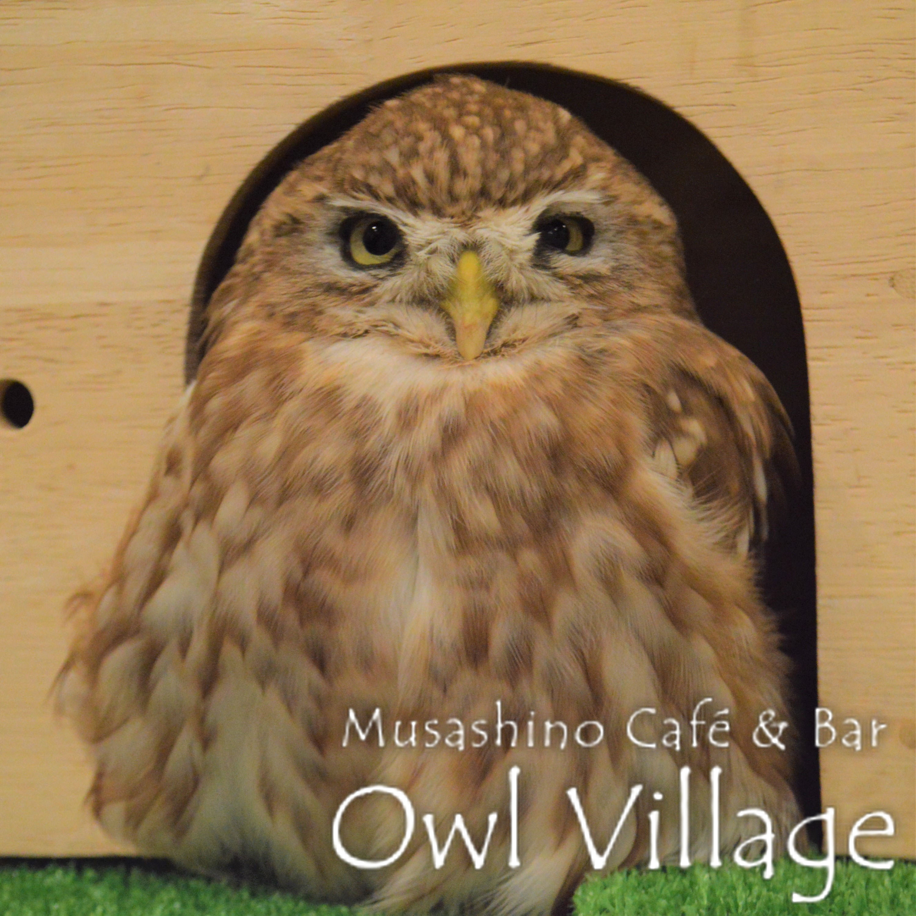 owl cafe harajuku down load free photo owl cafe photo 0412 Little Owl