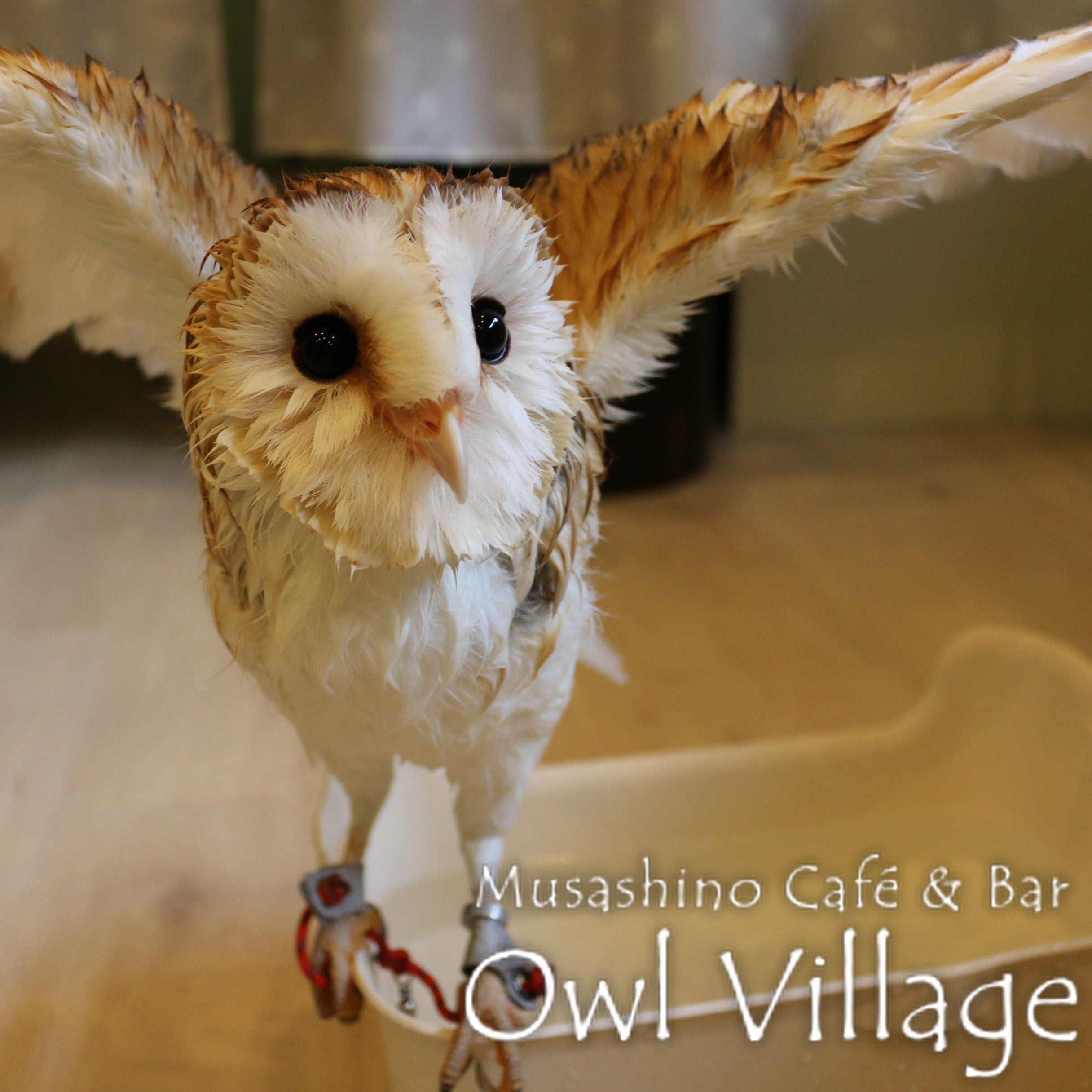owl cafe harajuku down load free photo owl cafe photo 0414 Barn Owl