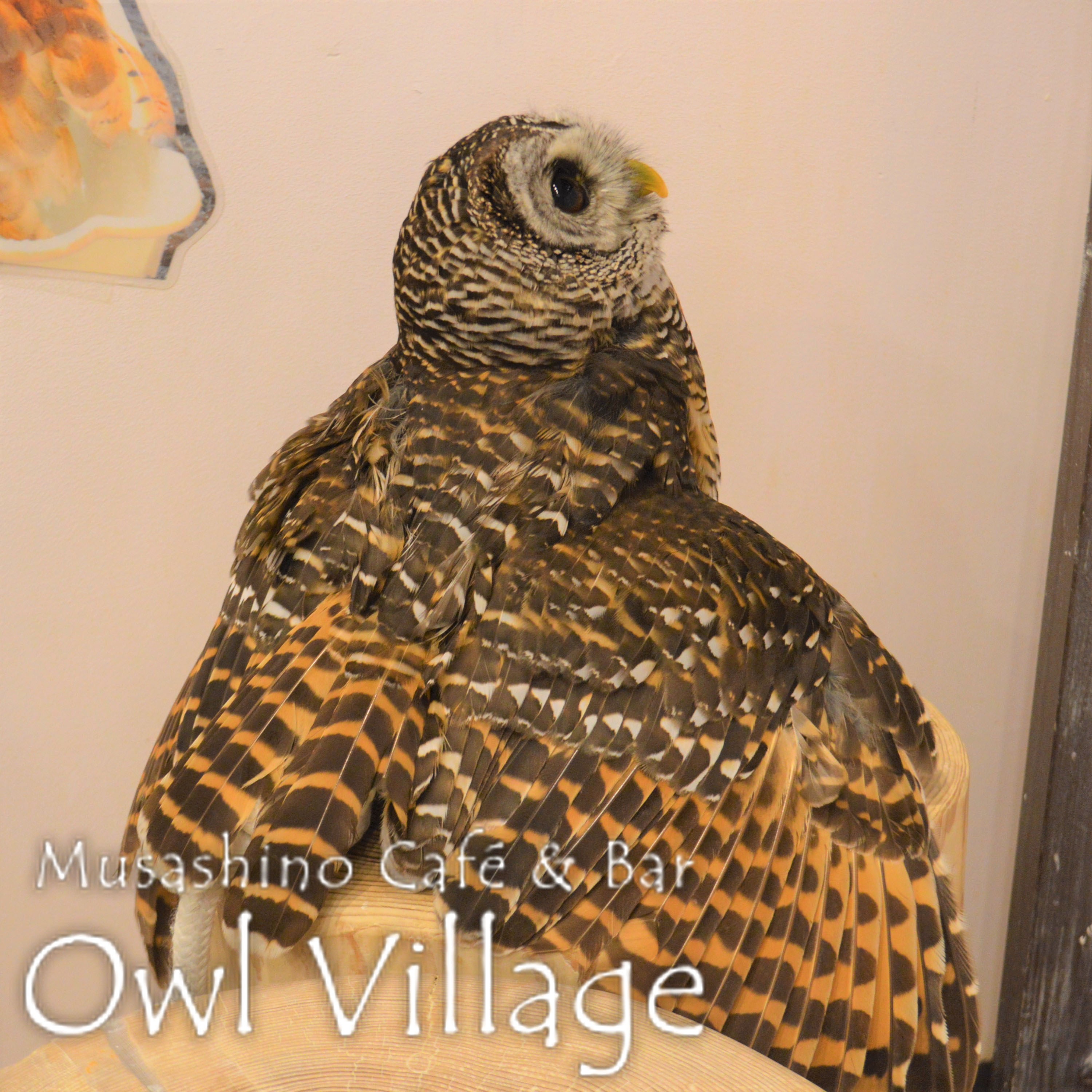 owl cafe harajuku down load free photo owl cafe photo 0415 Chaco Owl