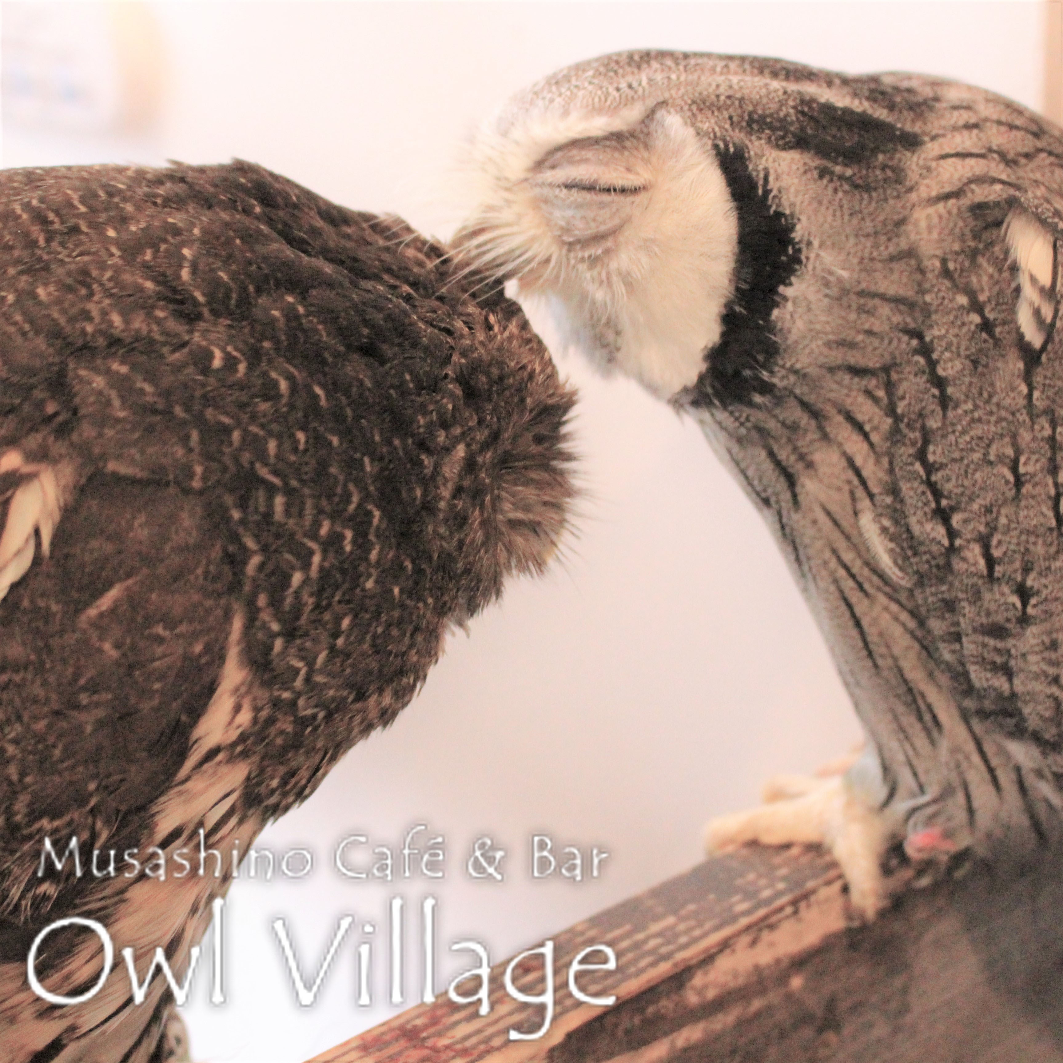 owl cafe harajuku down load free photo owl cafe photo 0416 Mottled Owl & White-Faced Scops Owl