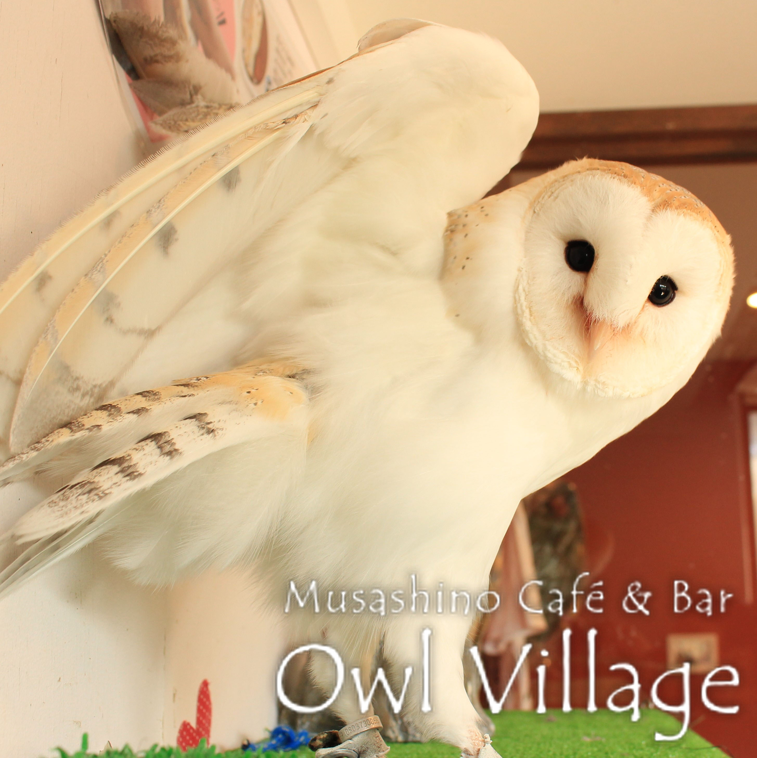 owl cafe harajuku down load free photo owl cafe photo 0419 Barn Owl