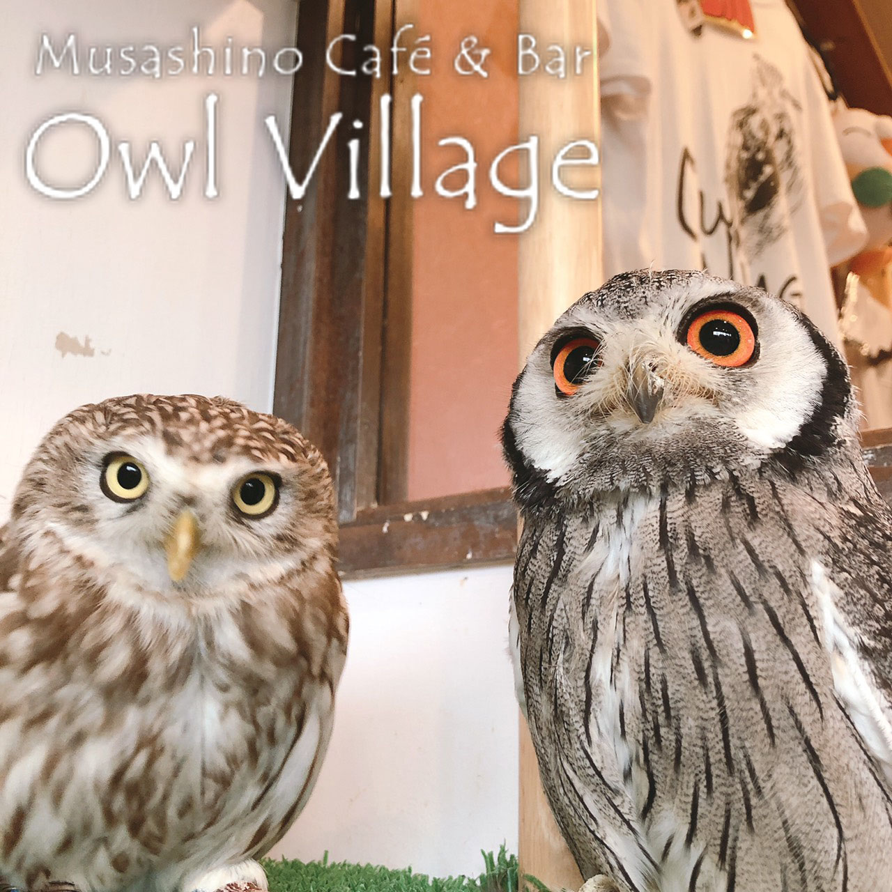 owl cafe harajuku down load free photo owl cafe photo 0420 White-Faced Scops Owl & Little Owl
