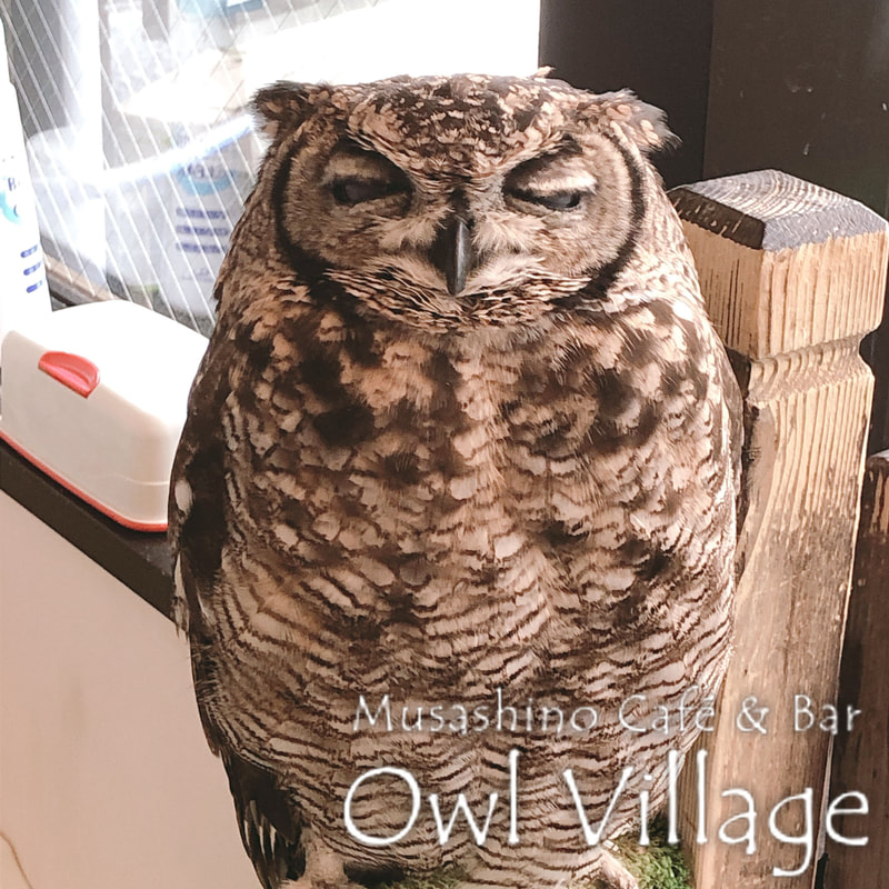 owl cafe harajuku down load free photo 0421 African Eagle Owl