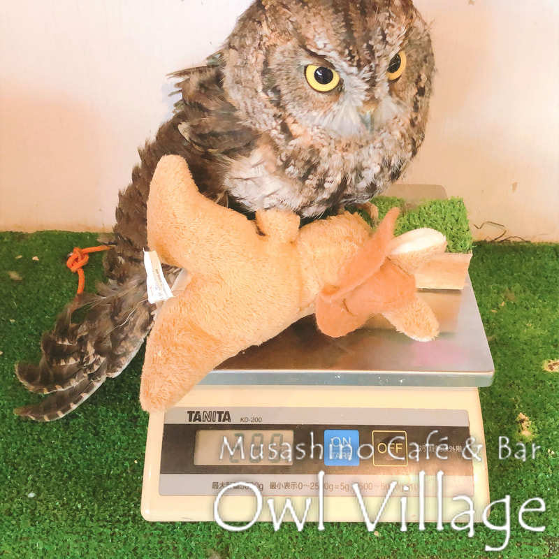 owl cafe harajuku down load free photo 0422 Westem screech Owl