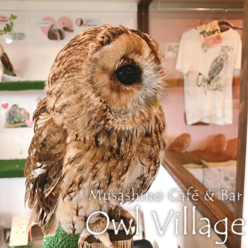 owl cafe harajuku down load free photo 0423 Tawny Owl